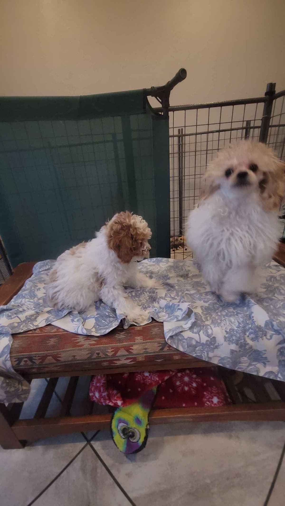 2200 "Clear Gen" Poodle Ppy including CDDY/IVDD breeder image 9