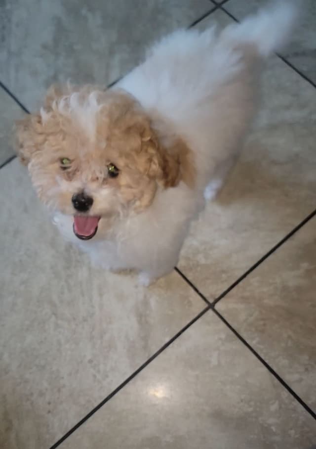 $2000 Poodle Puppy 8 lbs media 5