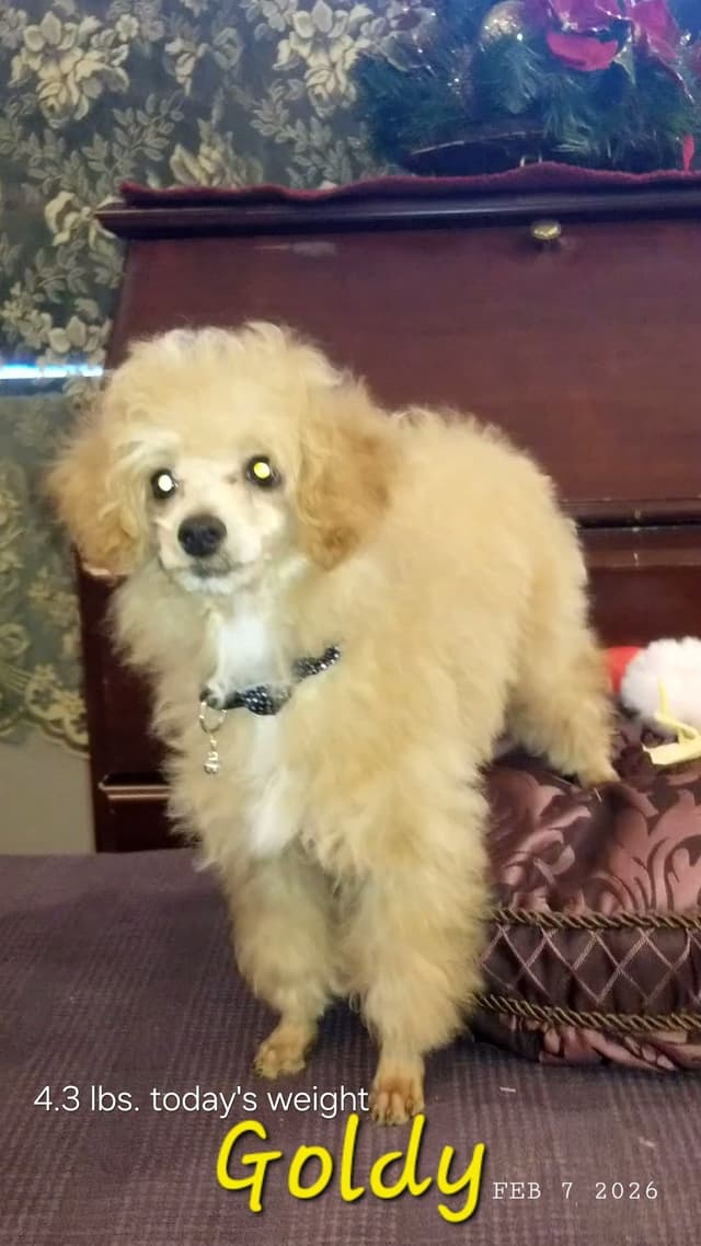 $900 pet Poodle Puppy/Boise,Idaho media 2