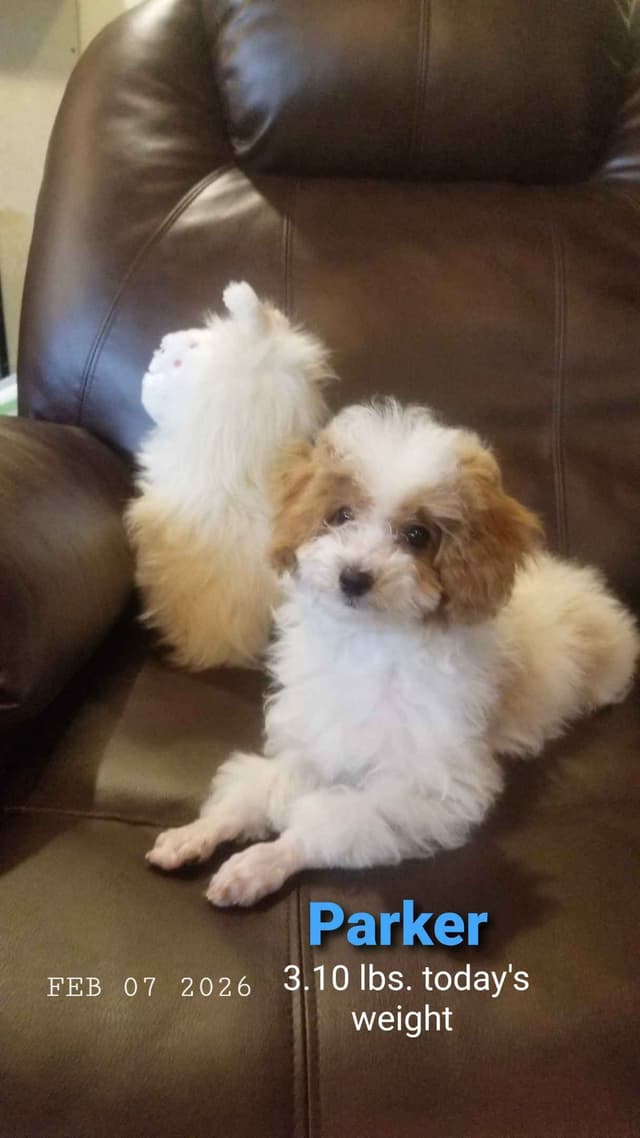 Poodle, 5 years old female 600 media 10