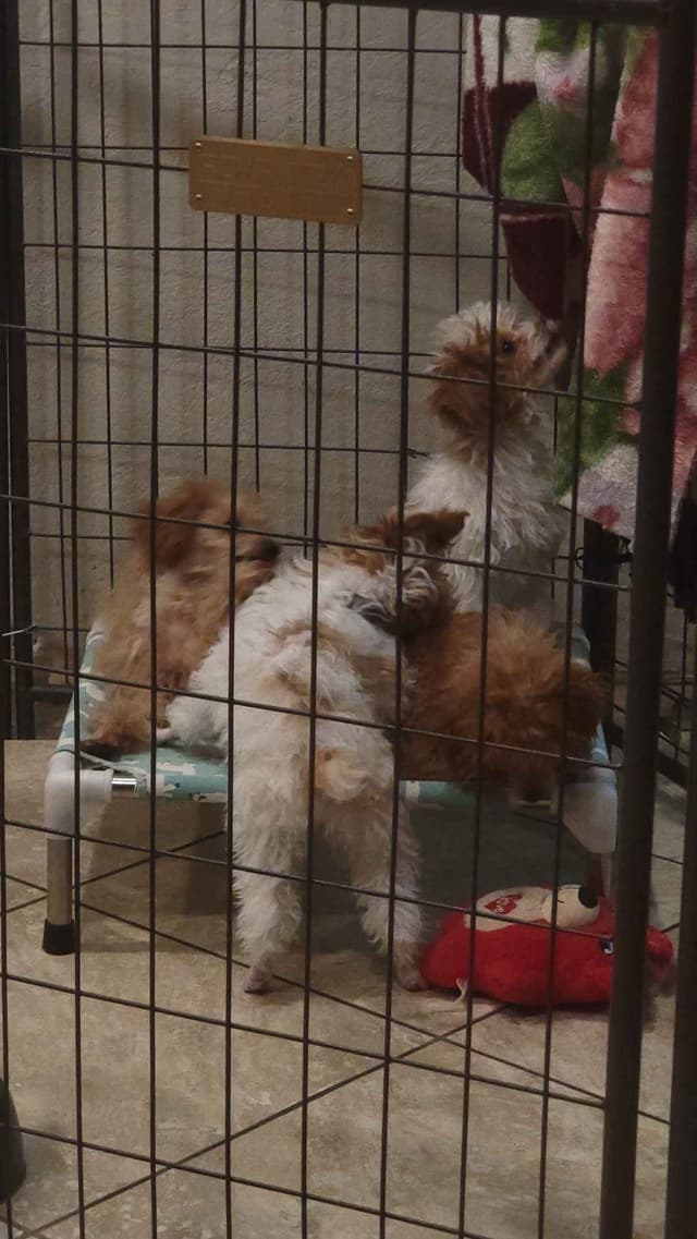 $900 pet Poodle Puppy/Boise,Idaho media 3