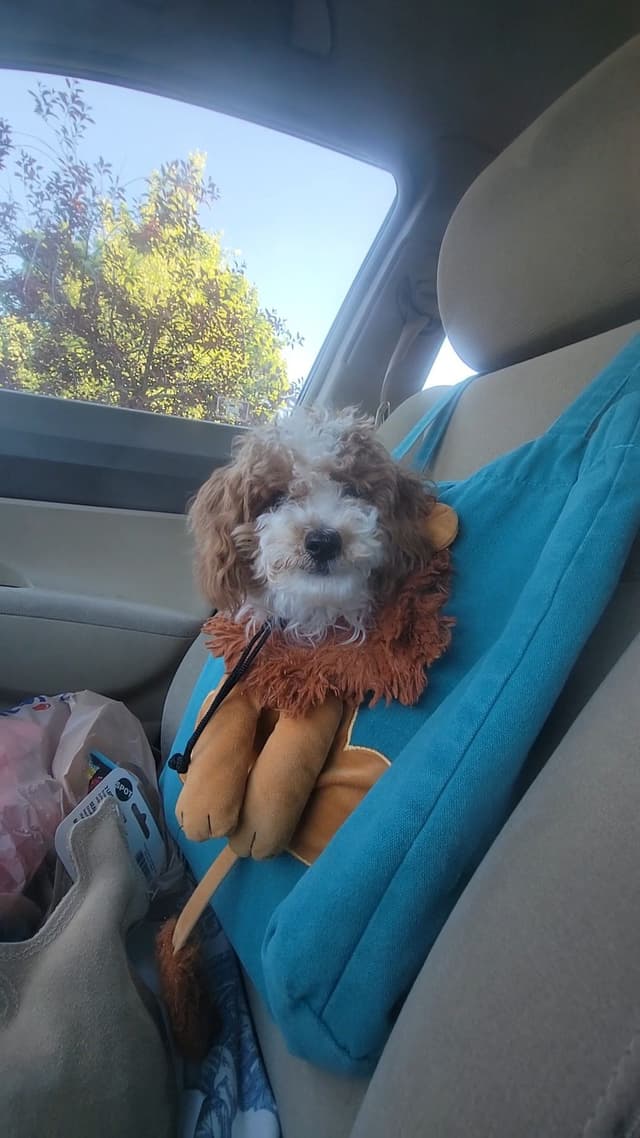 $900 pet Poodle Puppy/Boise,Idaho media 4