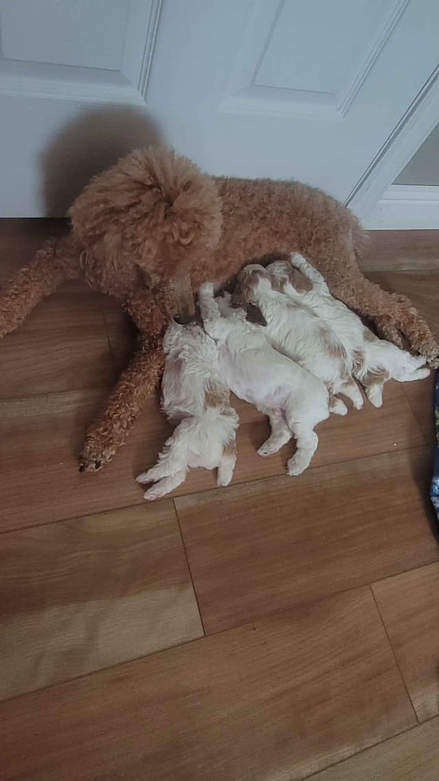 2200 "Clear Gen" Poodle Ppy including CDDY/IVDD media 4