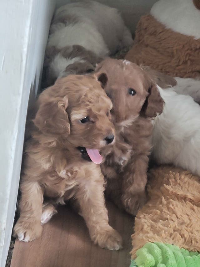 2200 "Clear Gen" Poodle Ppy including CDDY/IVDD media 6