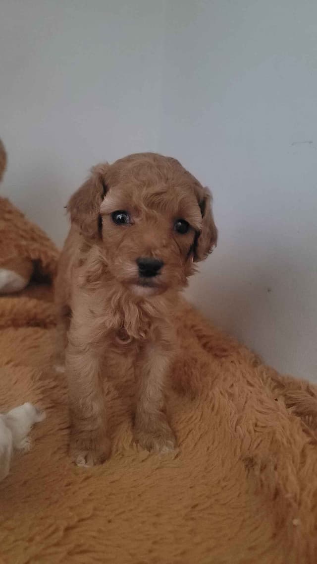2200 "Clear Gen" Poodle Ppy including CDDY/IVDD media 5