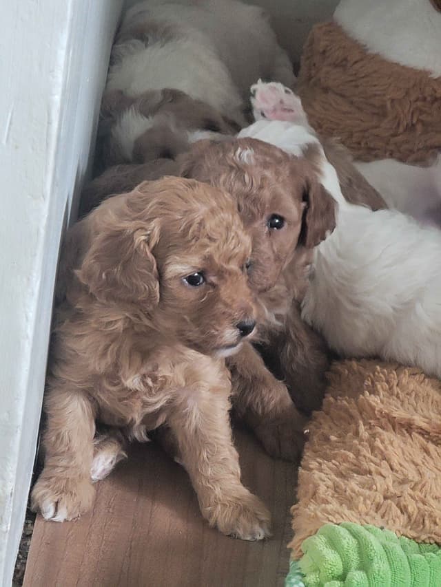 2200 "Clear Gen" Poodle Ppy including CDDY/IVDD media 7