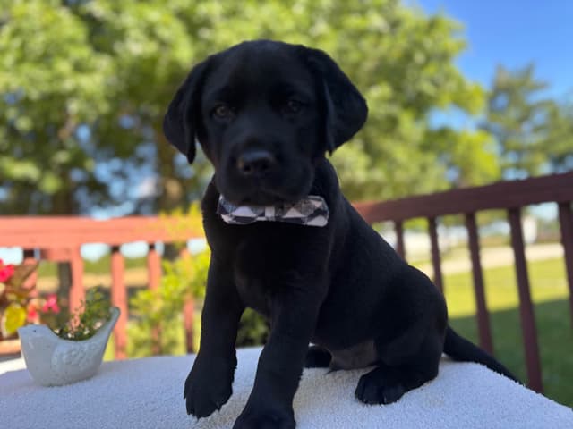 Labrador Retriever Puppies media 3