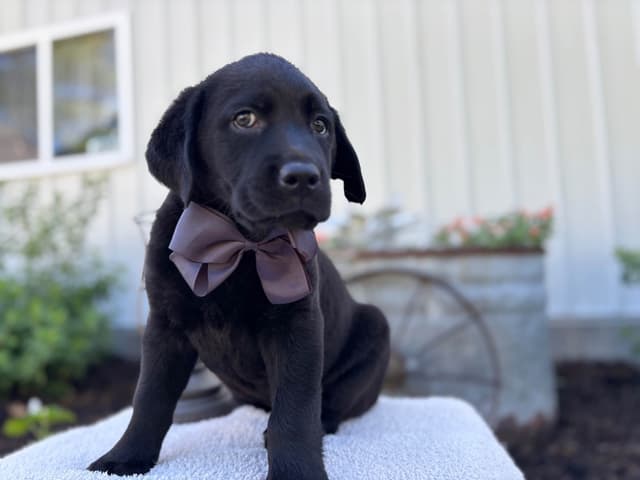 Labrador Retriever Puppies media 2
