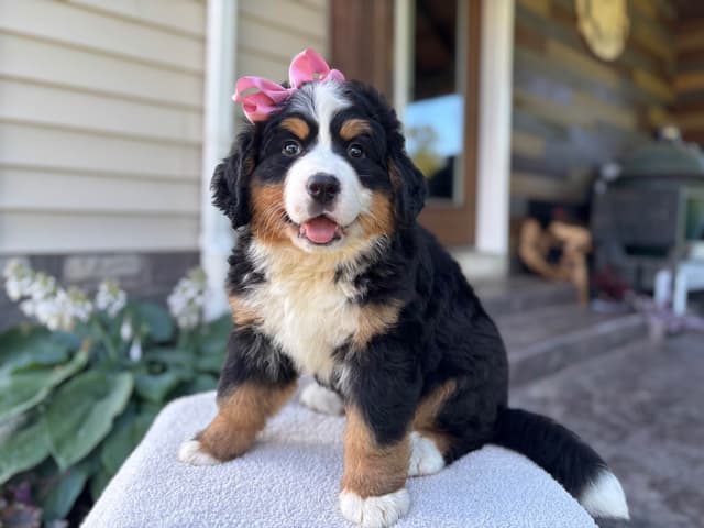 Bernese Mountain Dog Puppies media 2