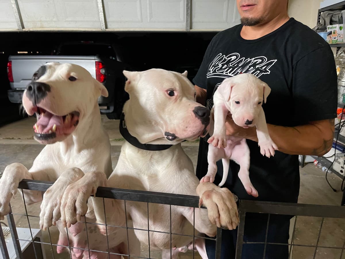 Dogo Argentino Puppies breeder image 1