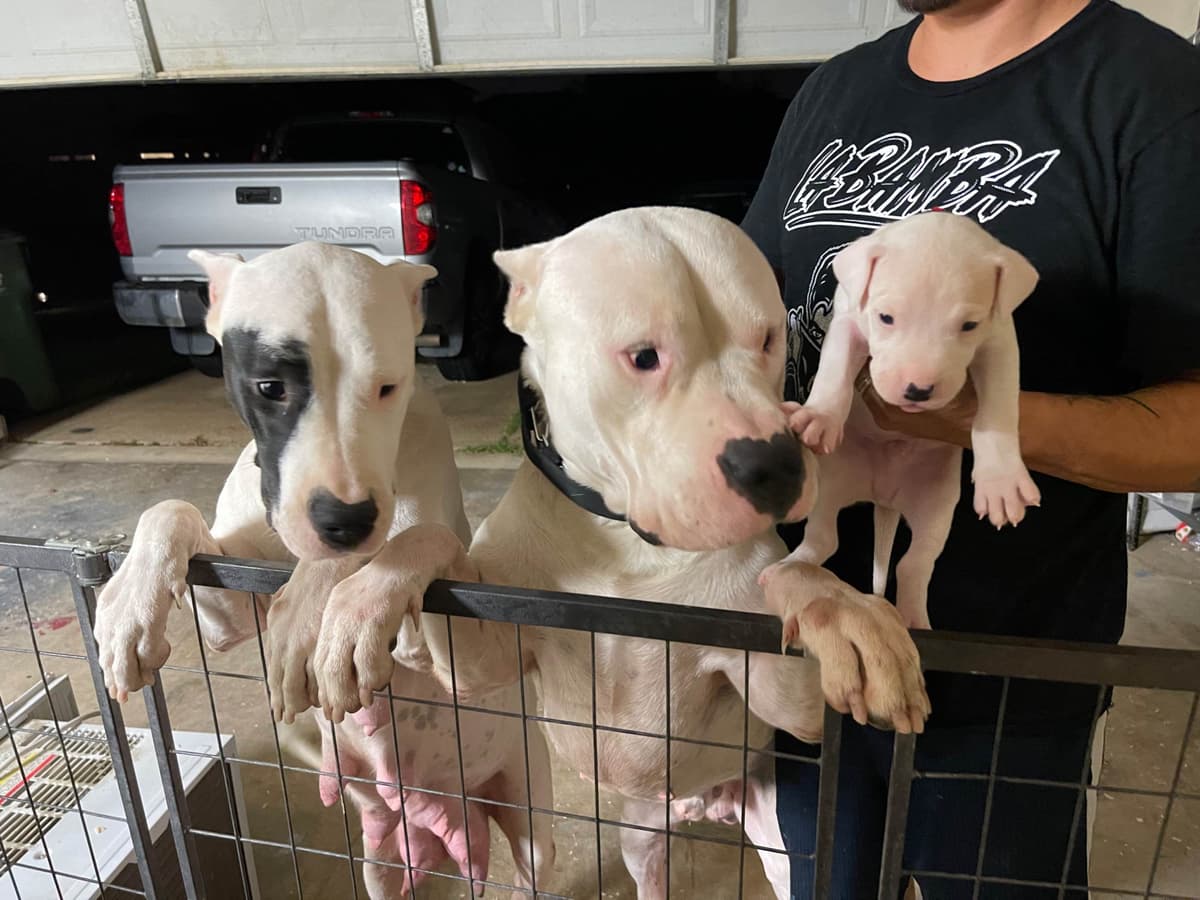 Dogo Argentino Puppies breeder image 2