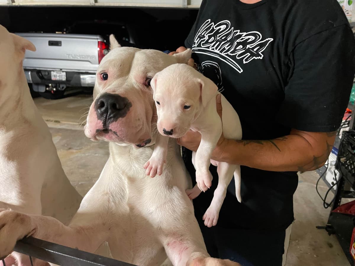 Dogo Argentino Puppies breeder image 3