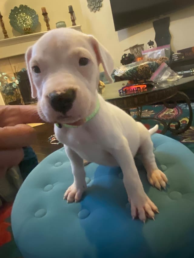 Dogo Argentino Puppies media 2