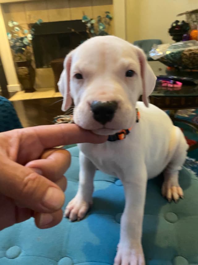 Dogo Argentino Puppies media 3