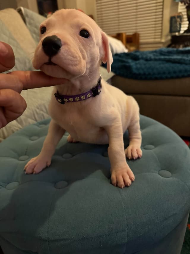 Dogo Argentino Puppies media 4