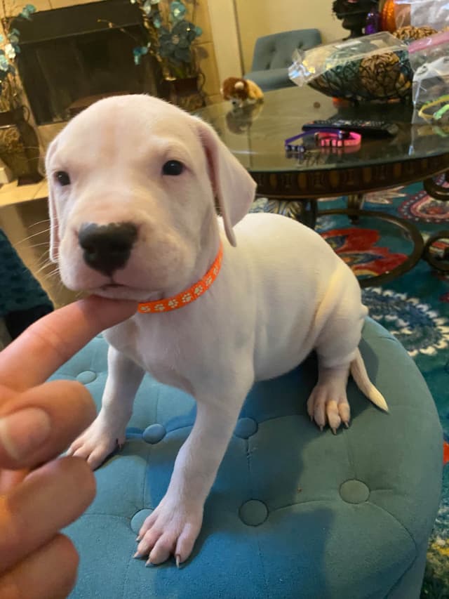 Dogo Argentino Puppies media 5