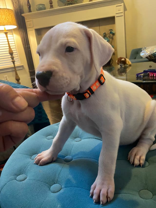 Dogo Argentino Puppies media 7