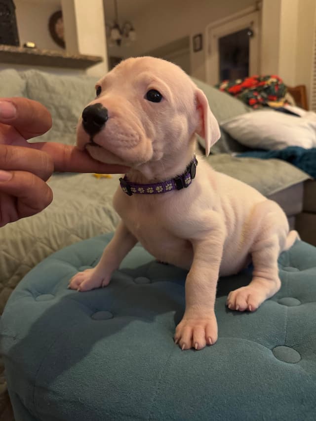 Dogo Argentino Puppies media 6