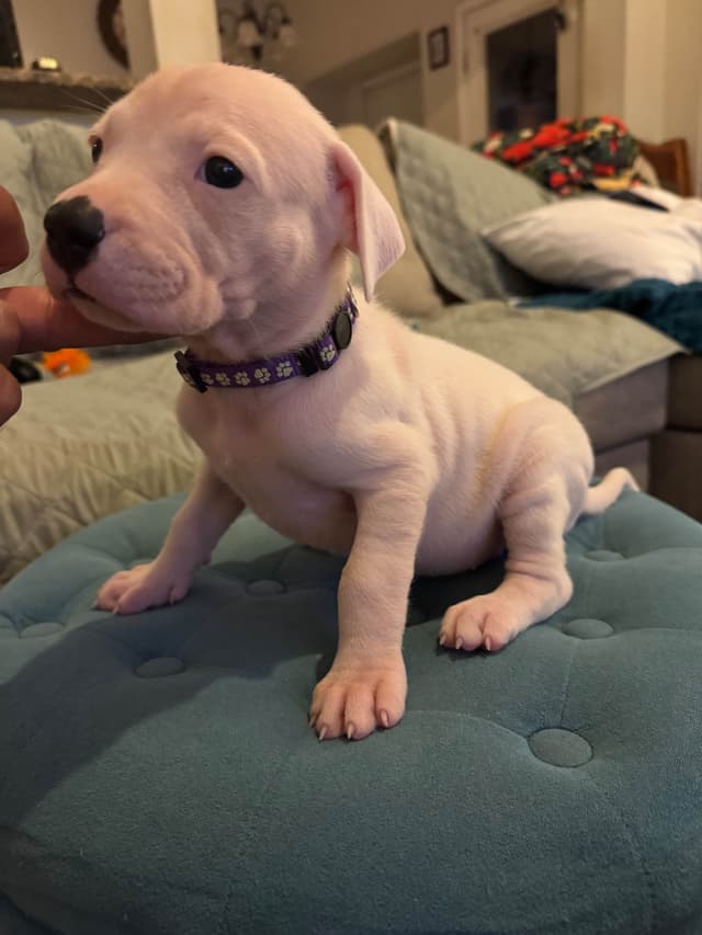 Dogo Argentino Puppies media 9