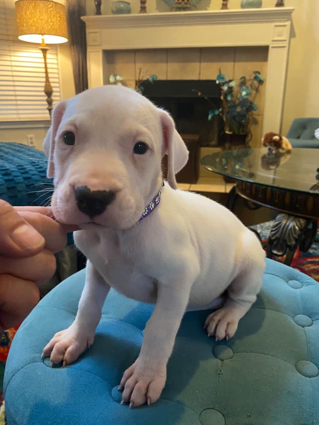 Dogo Argentino Puppies media 10