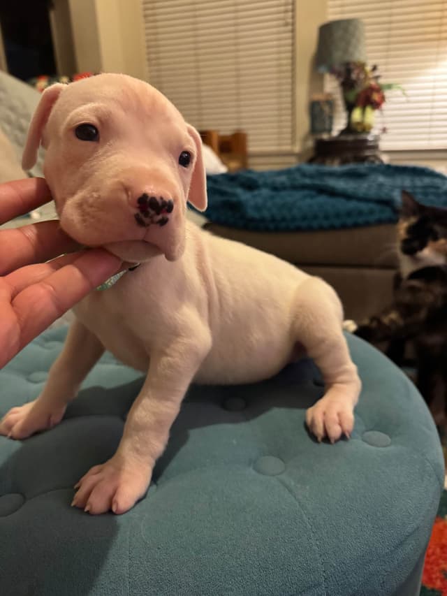 Dogo Argentino Puppies media 8