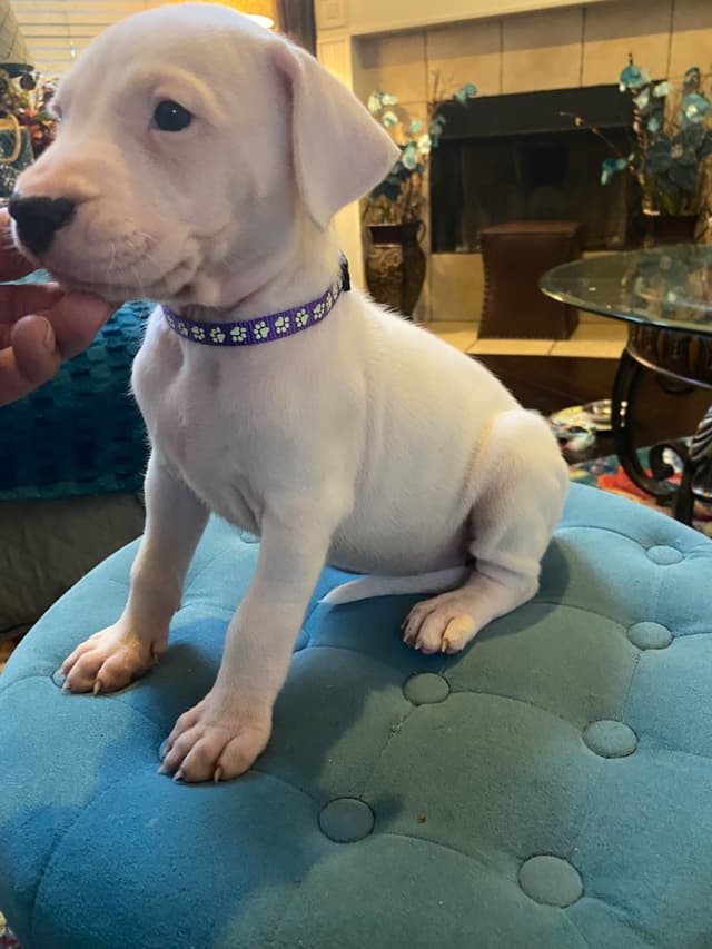 Dogo Argentino Puppies media 11