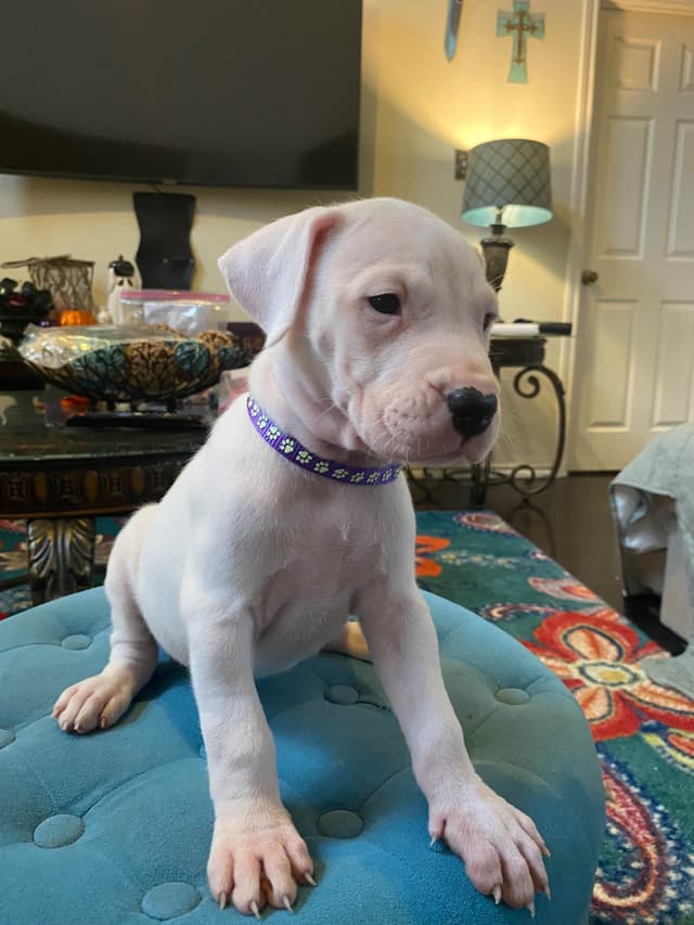 Dogo Argentino Puppies media 12
