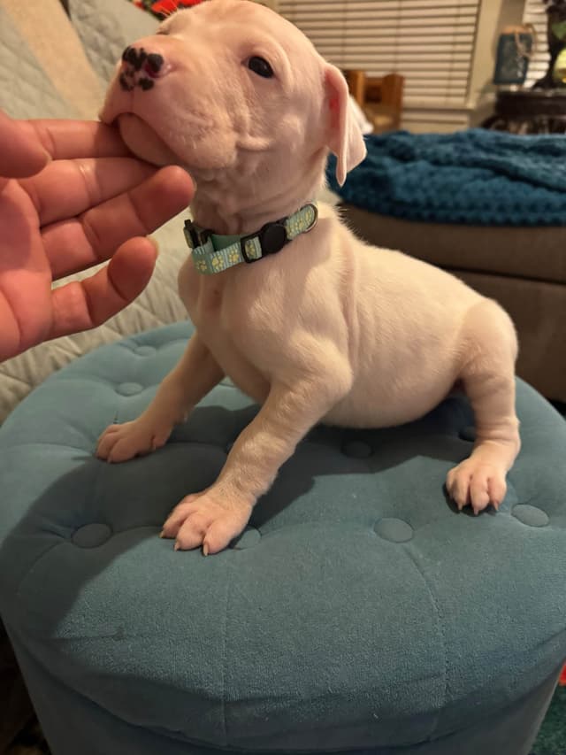Dogo Argentino Puppies media 13