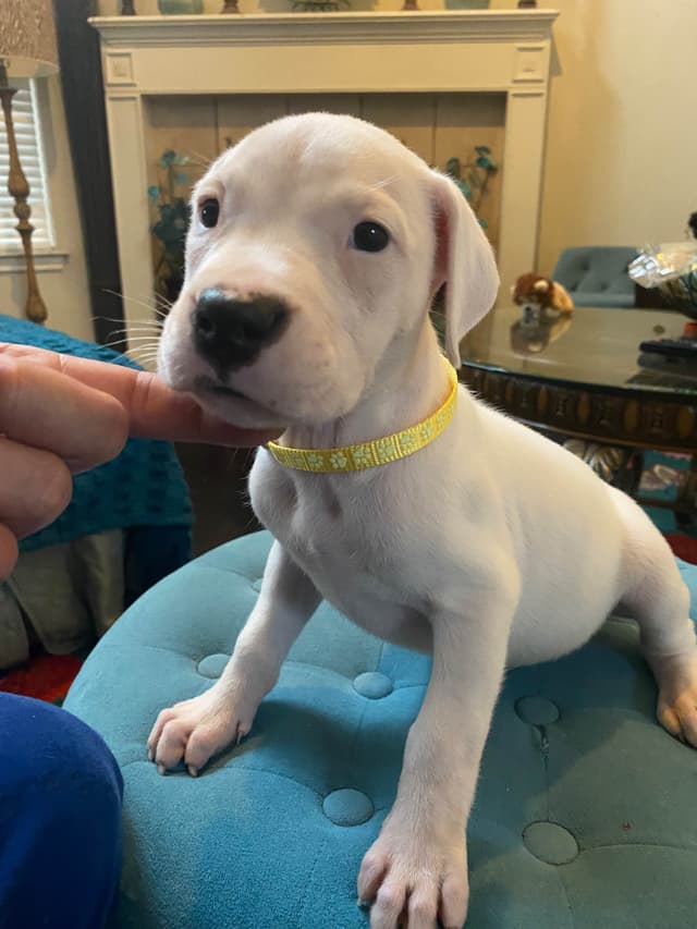 Dogo Argentino Puppies media 15