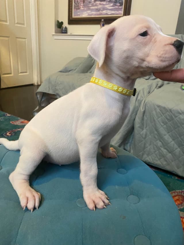 Dogo Argentino Puppies media 14