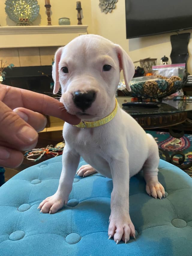 Dogo Argentino Puppies media 16