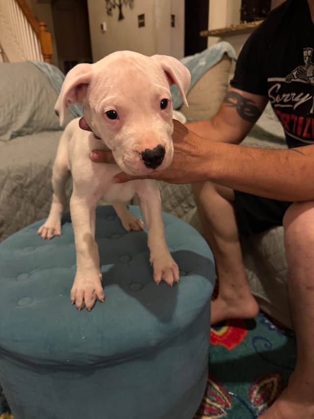 Dogo Argentino Puppies media 19