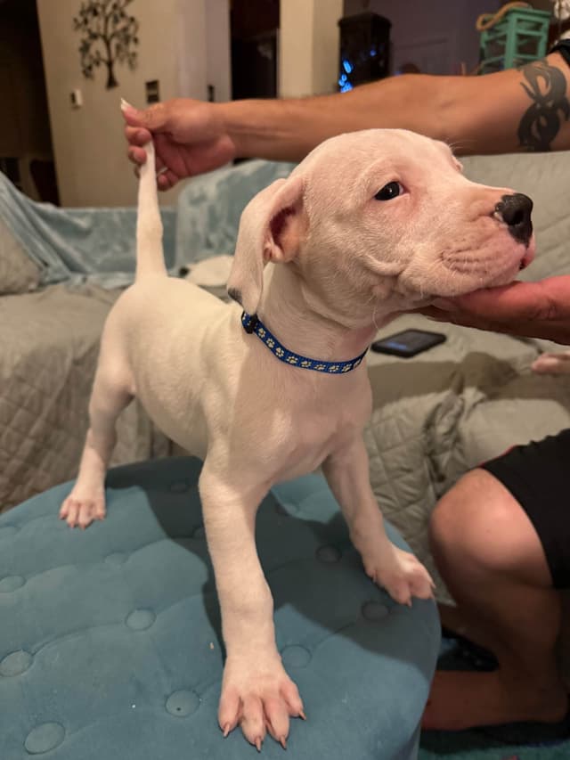 Dogo Argentino Puppies media 18