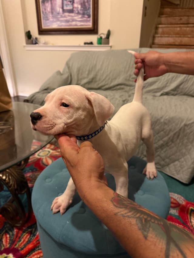 Dogo Argentino Puppies media 20