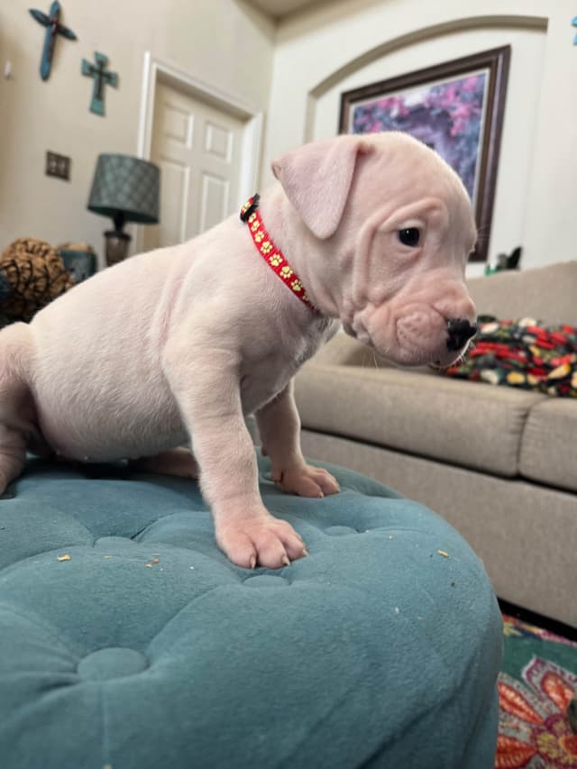 Dogo Argentino Puppies media 21