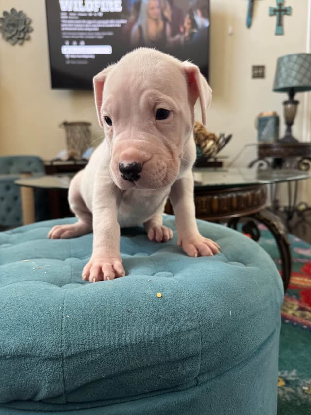 Dogo Argentino Puppies media 22