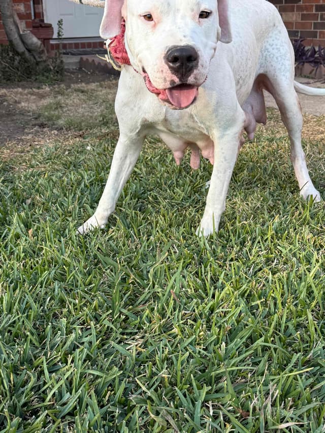 Dogo Argentino Puppies media 23
