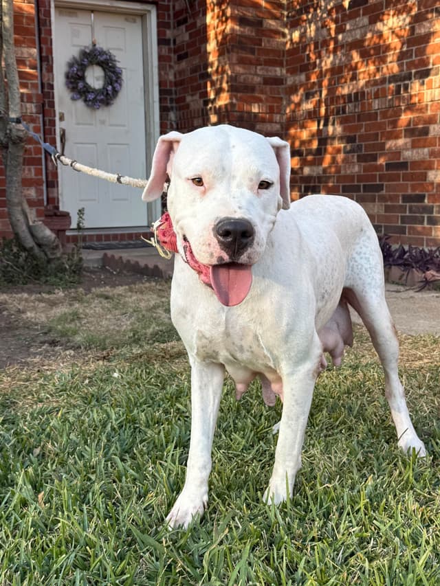 Dogo Argentino Puppies media 24