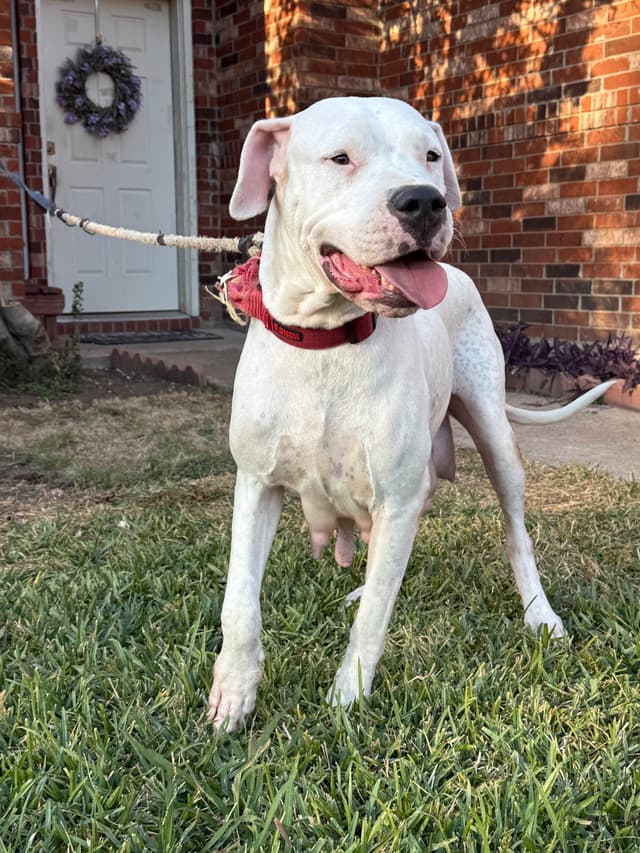 Dogo Argentino Puppies media 25