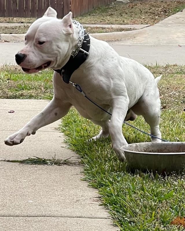 Dogo Argentino Puppies media 28