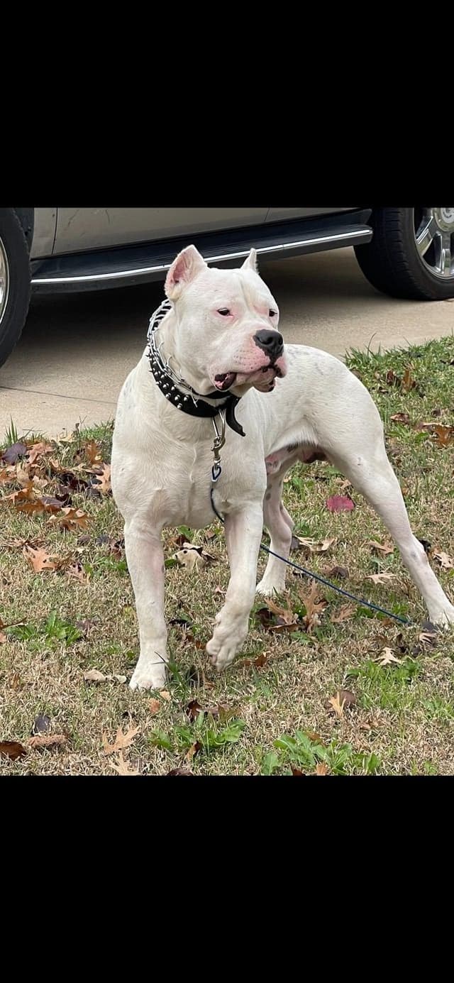 Dogo Argentino Puppies media 26