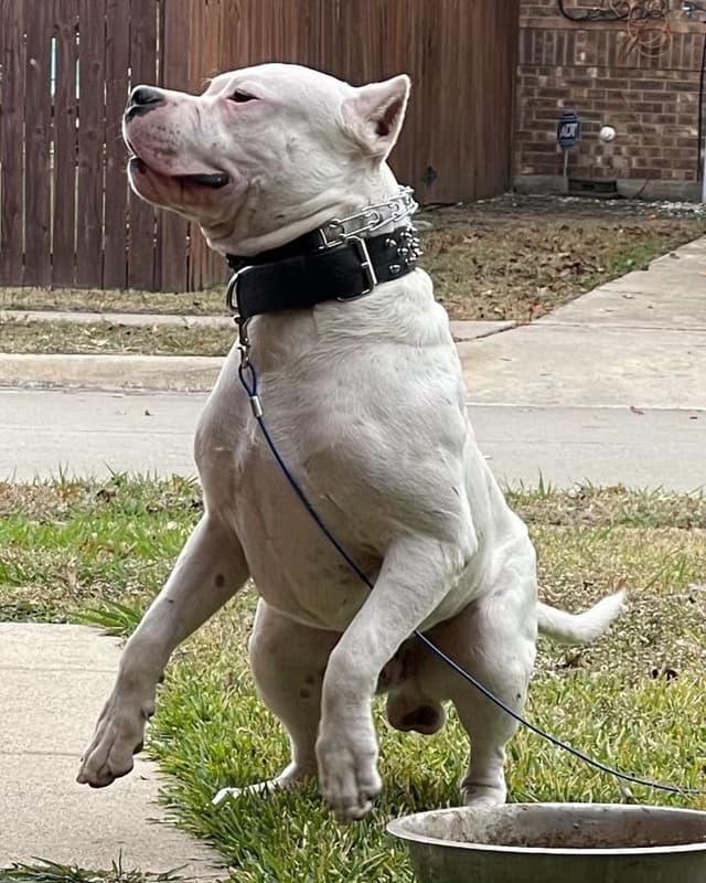 Dogo Argentino Puppies media 27