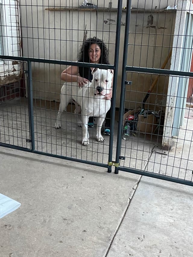 Dogo Argentino Puppies media 29
