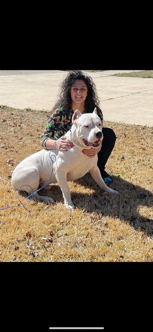 Dogo Argentino Puppies media 30