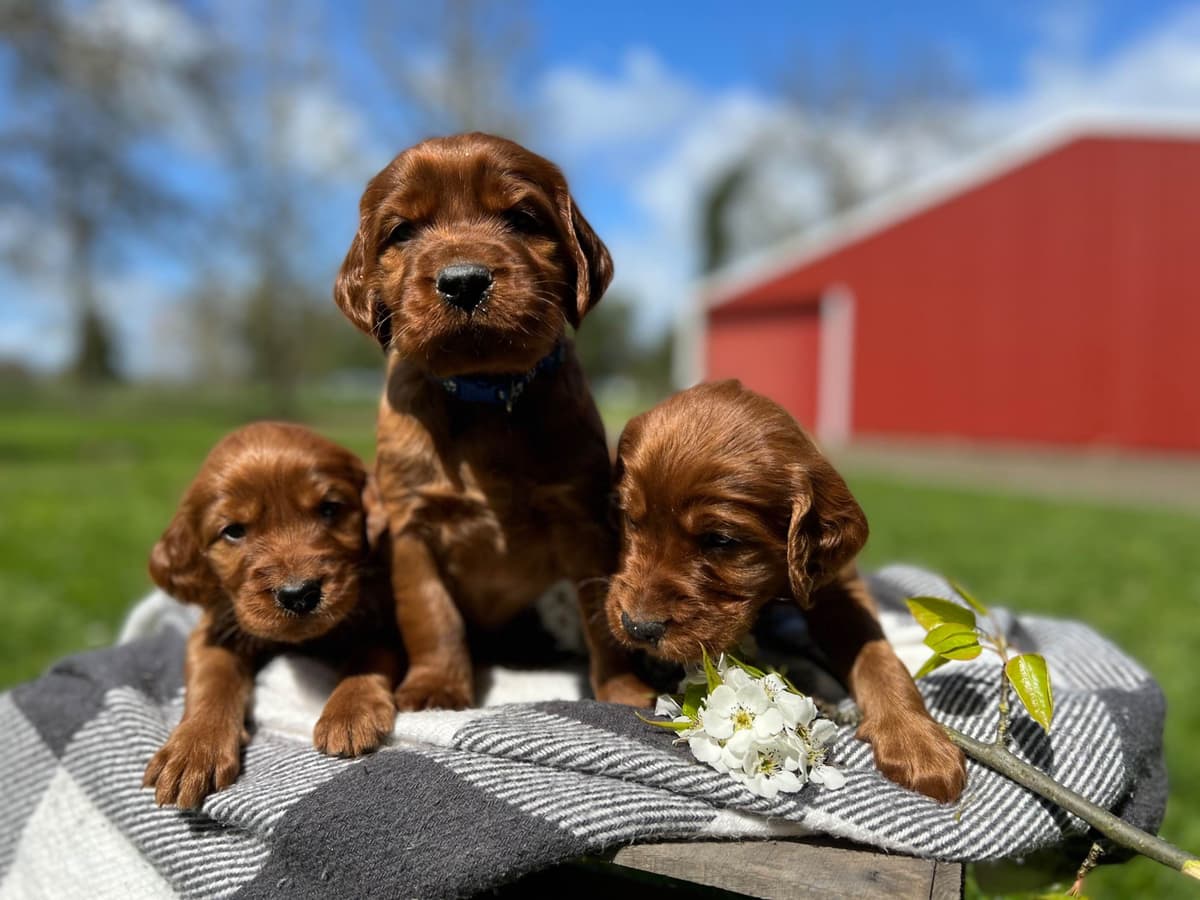 Irish Setter Puppies breeder image 2