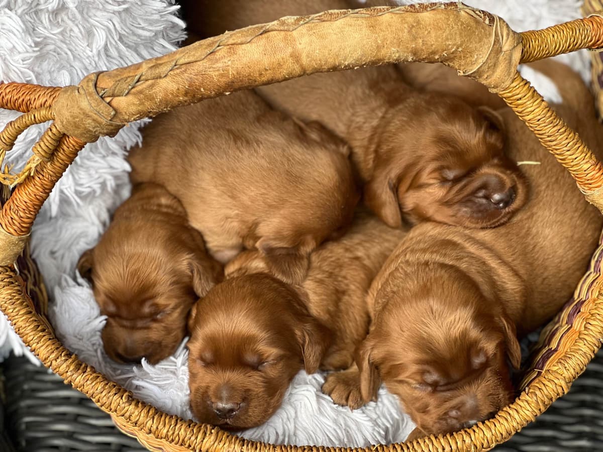 Irish Setter Puppies breeder image 1