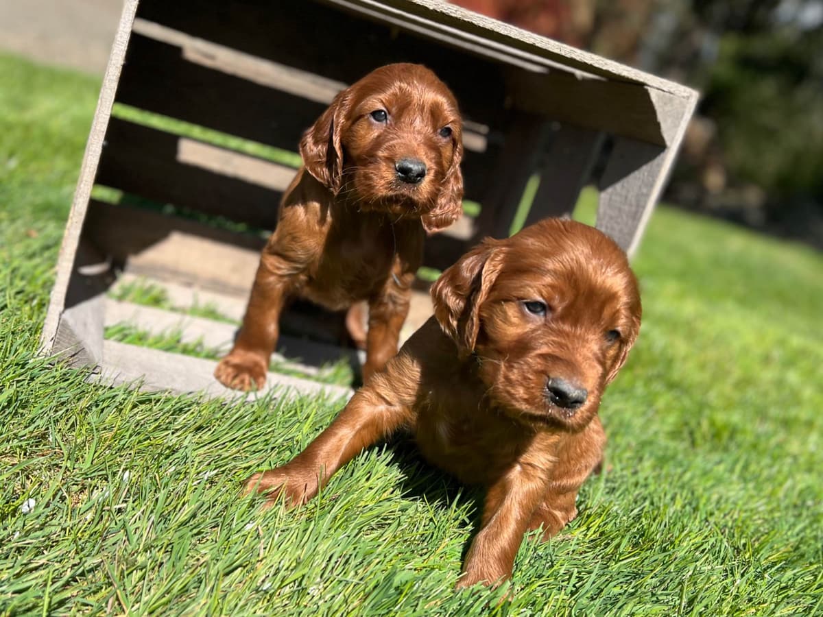 Irish Setter Puppies breeder image 3