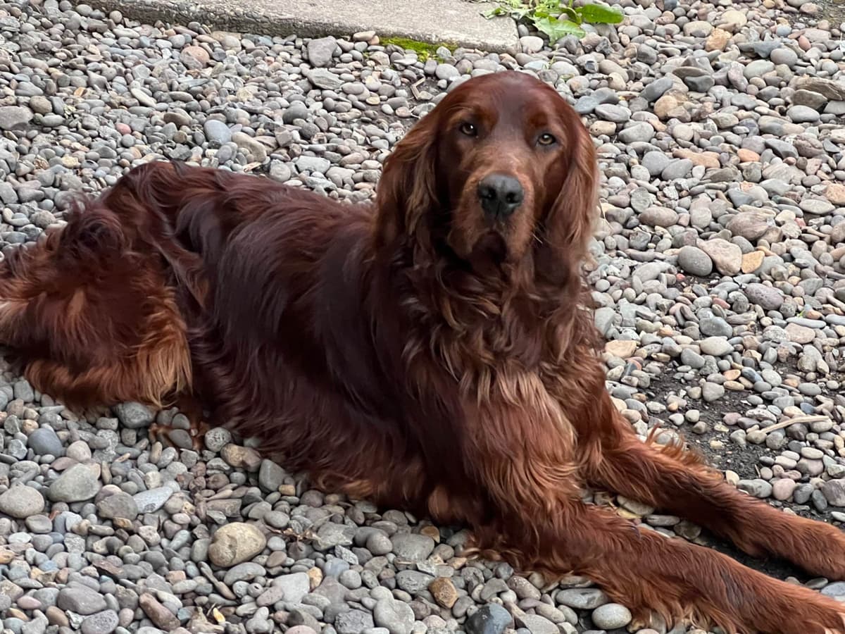 Irish Setter Puppies breeder image 5