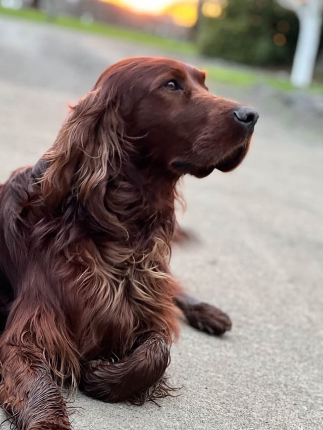 Irish Setter Puppies media 2