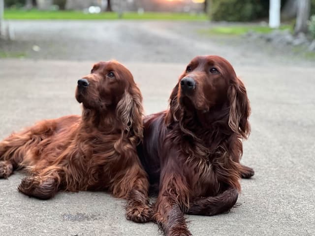 Irish Setter Puppies media 3